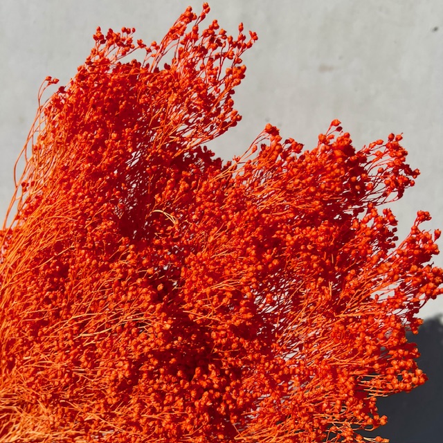 Broom bloom oranje