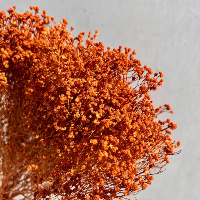 Broom Bloom Oranje