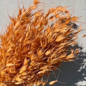 Avena frosted orange