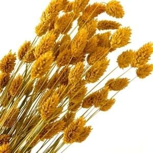 Graan Terracotta Oker