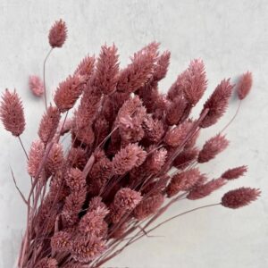 Graan Elderberry