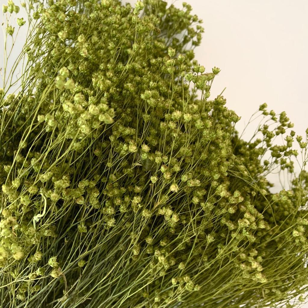 Broom Bloom Mosgroen