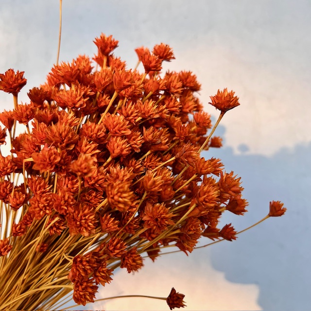 Hill flower Oranje