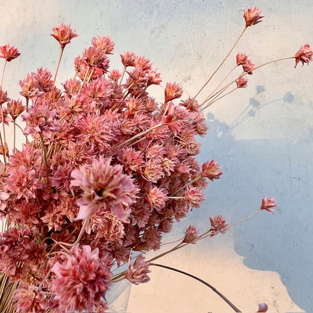 Hill flower Oudroze