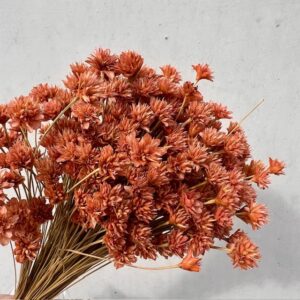 Hill flower Oudroze