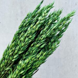Avena Groen