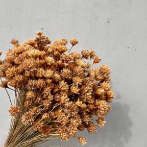 Hill flower Naturel
