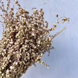 Briza Naturel Groen