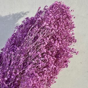 Broom bloom Framboos