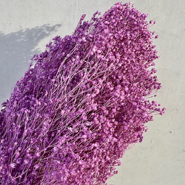 Broom bloom Framboos