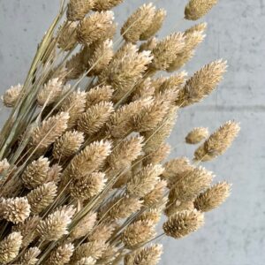 Graan Frosted White, phalaris, boeket, geboorte, huwelijk