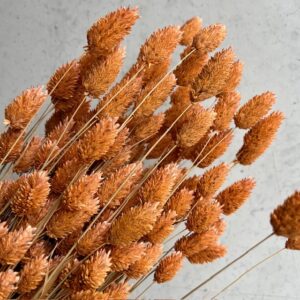 graan frosted orange, phalaris, trouw, geboorte