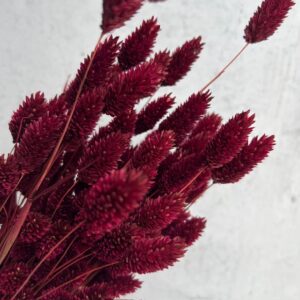 graan bordeaux, phalaris