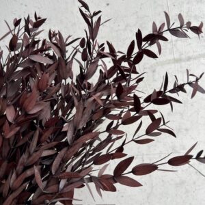 eucalyptus mini bordeaux