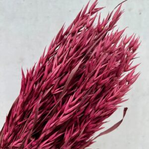 avena bordeaux, haver