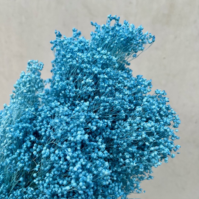 Broom bloom light blue