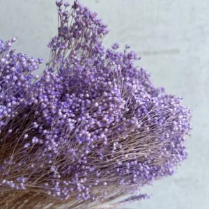 Broom lila pastel
