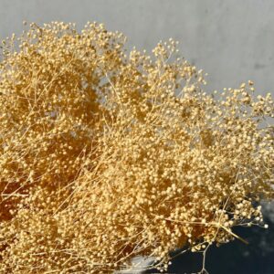 Broom bloom Peach yellow