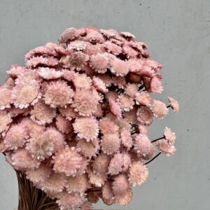 Glixia Marqueritte Roze