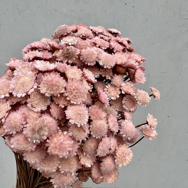 Glixia Marqueritte Roze